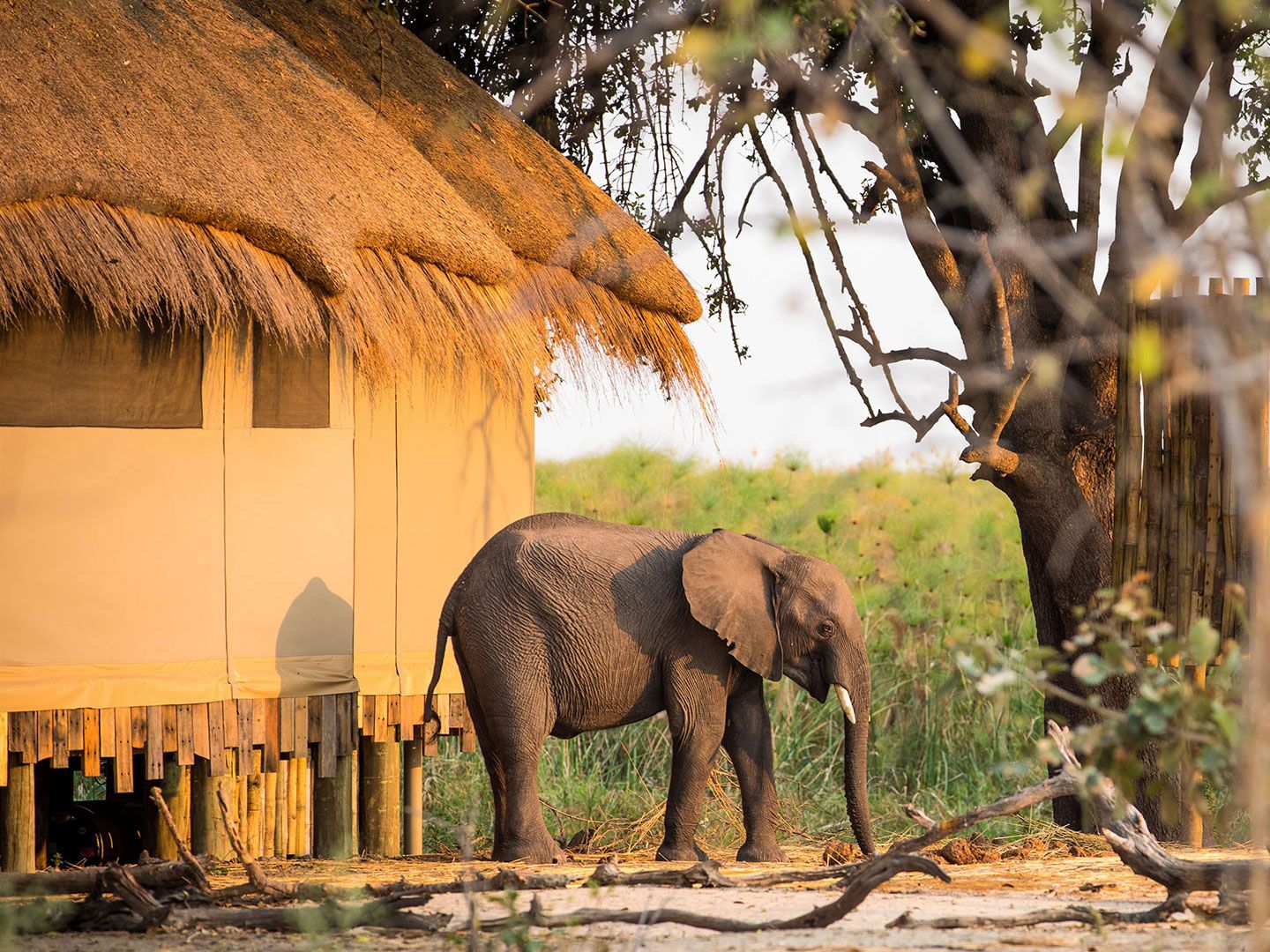 This luxury safari transforms all guests into pro wildlife photographers